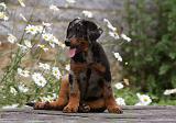 BEAUCERON - PUPPIES 240